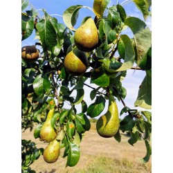 Gruszki konferencja BIO 1 kg