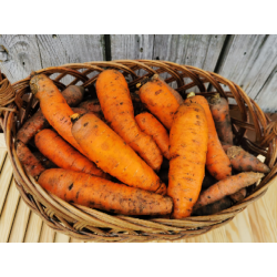 Marchew duża na sok BIO 1kg