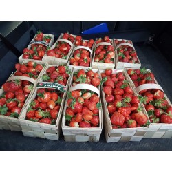 Truskawki łubianka 2kg