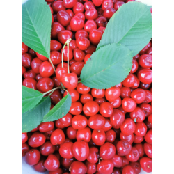Czereśnie 500g