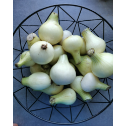 Cebula młoda BIO 1kg