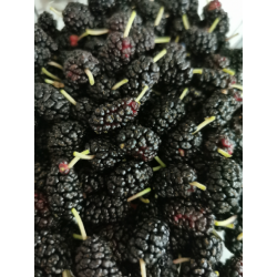 Morwa czarna BIO 500g