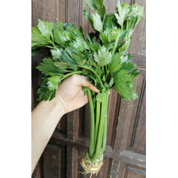 Liście selera BIO pęczek