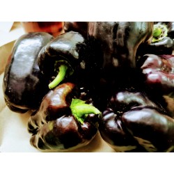 Papryka fioletowa BIO 1kg
