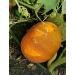 Dynia hokkaido BIO 2 kg