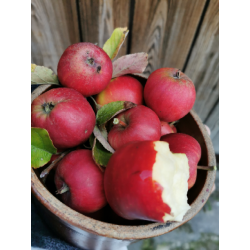 Jabłka Gala BIO 1kg