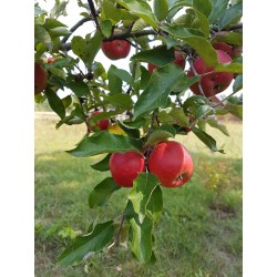 Jabłka ligol BIO 1kg