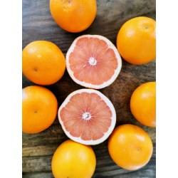 Grejpfrut różowy Star Ruby...