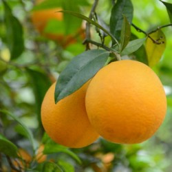 Pomarańcze Ovale BIO z...