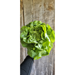 Sałata masłowa BIO szt