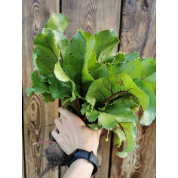 Botwinka młoda BIO pęczek