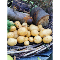 Ziemniaki młode Włochy BIO 1kg