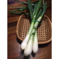 Cebula młoda BIO pęczek