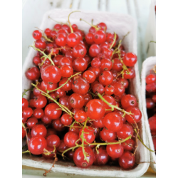 Porzeczki czerwone BIO 250g
