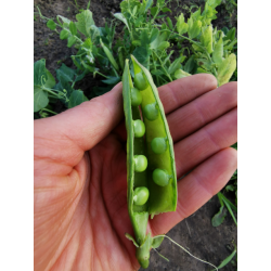 Groszek cukrowy BIO 250g