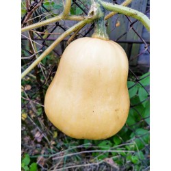 Dynia makaronowa BIO 2kg