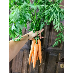 Marchew BIO 1kg