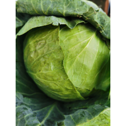 Kapusta biała BIO główka 1kg